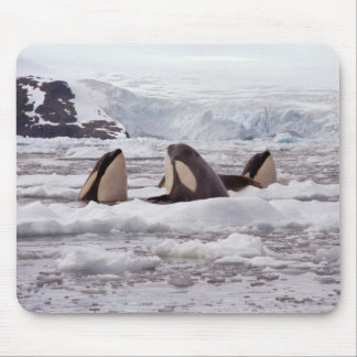 Orcas Spyhopping Mouspad Mouse Pad