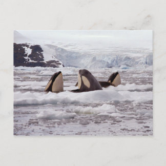 Orcas Spyhopping Postcard