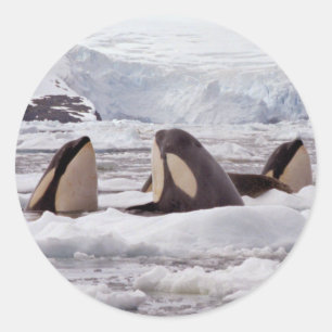 Orcas Spyhopping Sticker