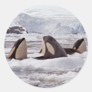 Orcas Spyhopping Sticker