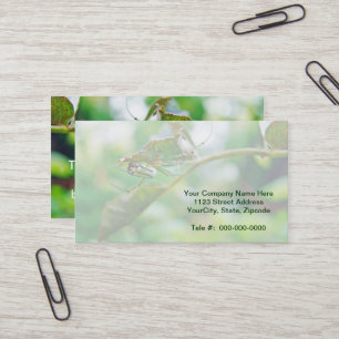 Orchard Orbweaver Spider - Leucauge venusta Business Card