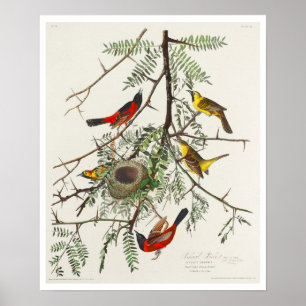Orchard Oriole by Audubon Poster