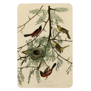 Orchard Oriole from Audubon's Birds of America Magnet