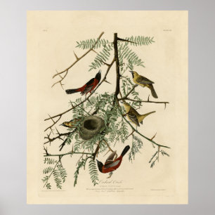 Orchard Oriole from Audubon's Birds of America Poster