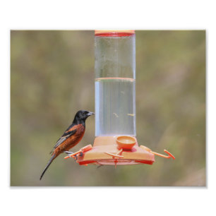 Orchard Oriole Male At Feeder Photo Print
