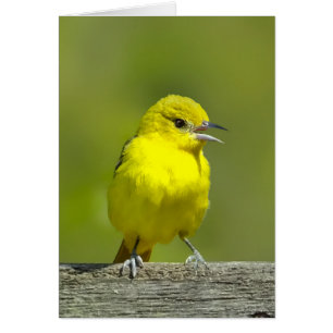 Orchard Oriole - Original Photograph