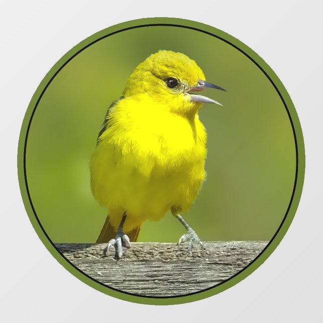 Orchard Oriole - Original Photograph (Sheet)