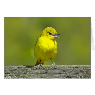 Orchard Oriole - Original Photograph
