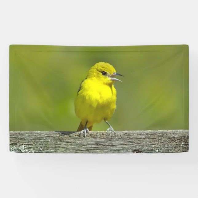 Orchard Oriole - Original Photograph Banner (Horizontal)