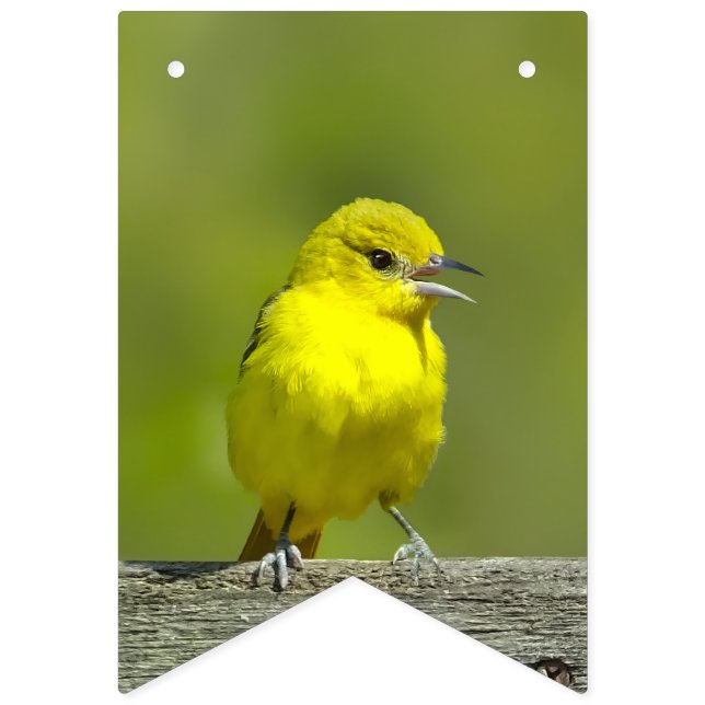 Orchard Oriole - Original Photograph Bunting (First Flag)