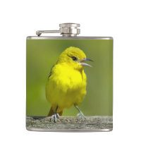 Orchard Oriole - Original Photograph