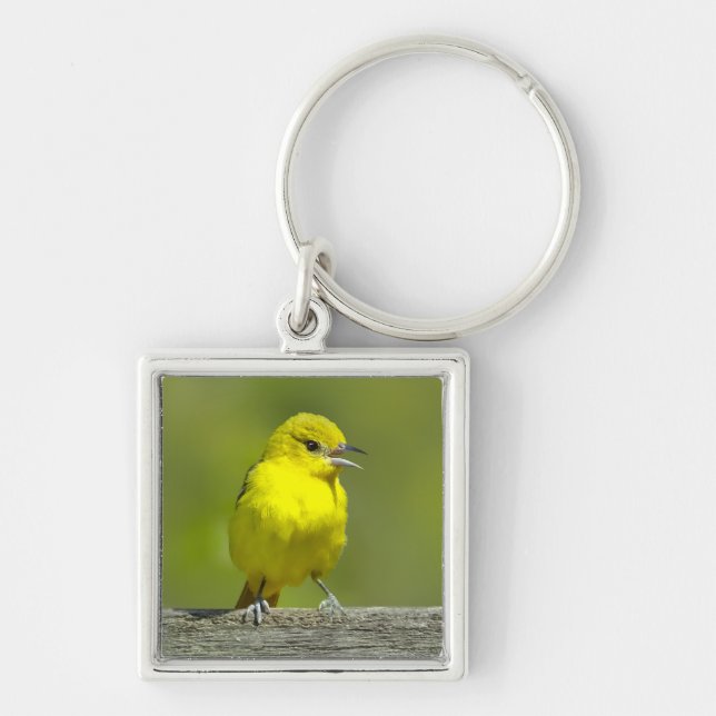 Orchard Oriole - Original Photograph Key Ring (Front)
