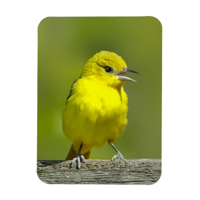 Orchard Oriole - Original Photograph Magnet (Vertical)
