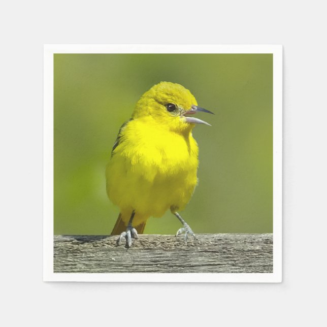 Orchard Oriole - Original Photograph Napkin (Front)