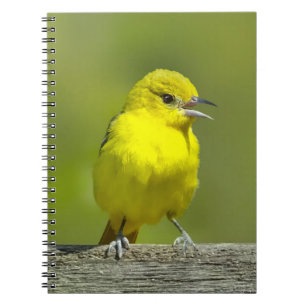 Orchard Oriole - Original Photograph Notebook