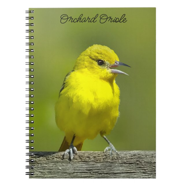 Orchard Oriole - Original Photograph Notebook (Front)