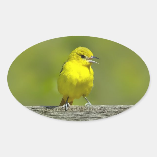 Orchard Oriole - Original Photograph Oval Sticker (Front)