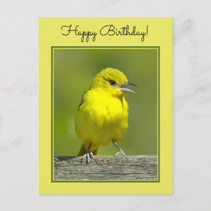 Orchard Oriole - Original Photograph Postcard