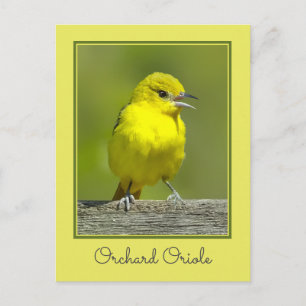 Orchard Oriole - Original Photograph Postcard
