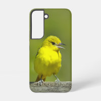 Orchard Oriole - Original Photograph