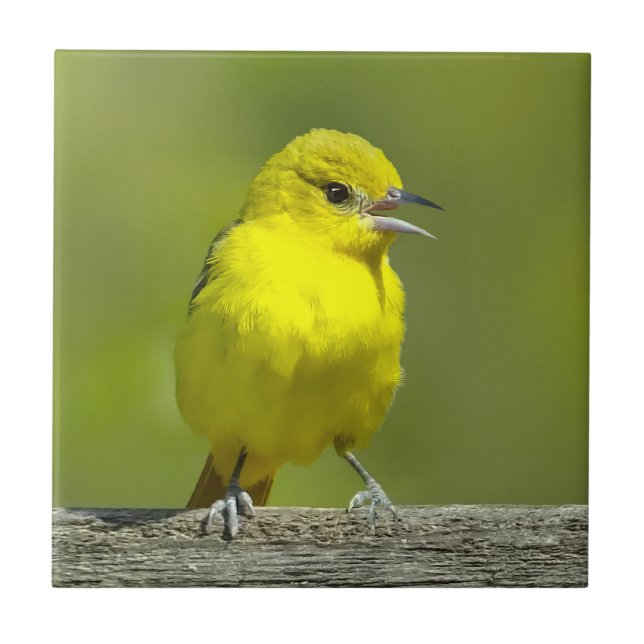 Orchard Oriole - Original Photograph Tile (Front)