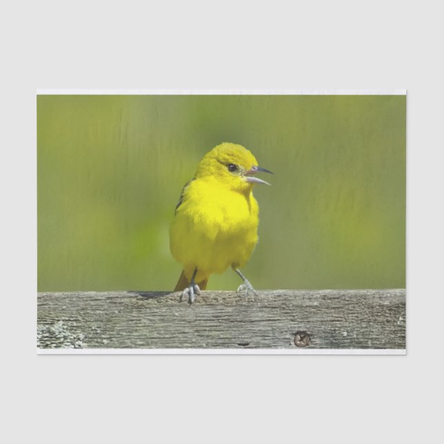 Orchard Oriole - Original Photograph Tissue Paper (Front)