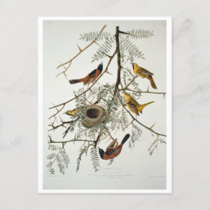 Orchard Oriole Postcard