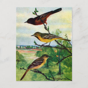 Orchard Orioles Vintage Painting Postcard