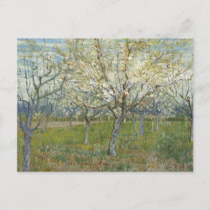 Orchard with Blossoming Apricot Trees - Van Gogh P Postcard