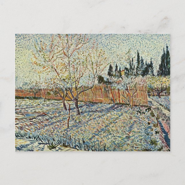 Orchard With Cypress By Vincent Van Gogh Postcard (Front)
