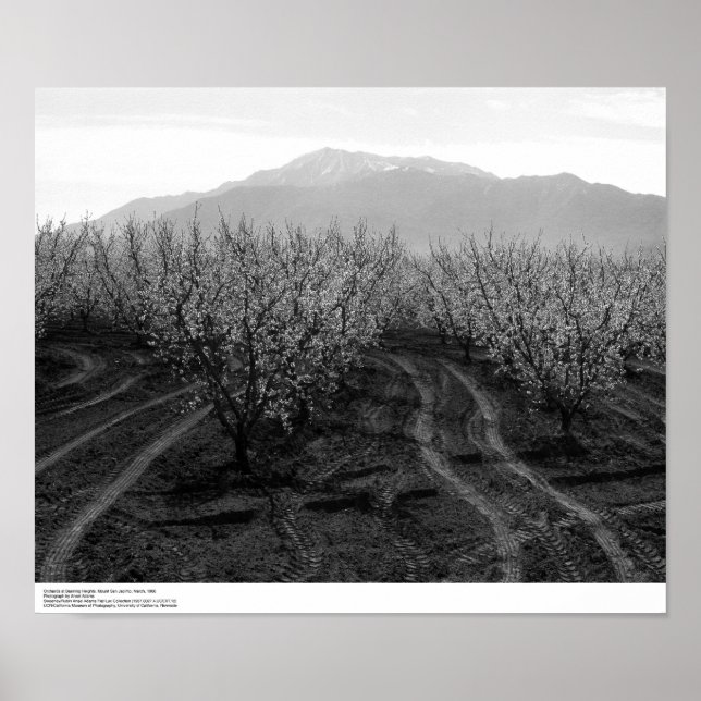 Orchards at Banning Heights, Mt. San Jacinto, 1966 Poster (Front)