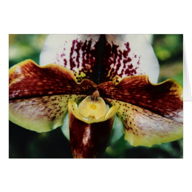 Orchid (Front Horizontal)