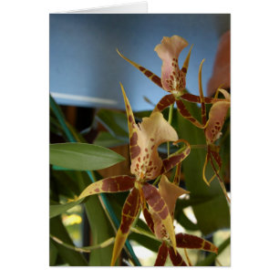 Orchid