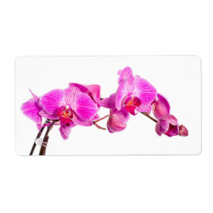 Orchid