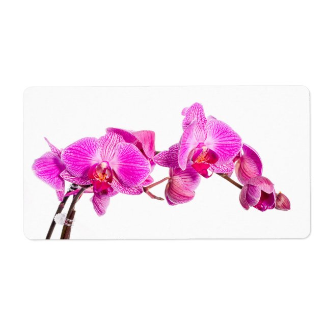Orchid (Front)
