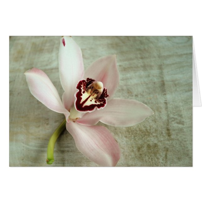 Orchid (Front Horizontal)