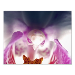 Orchid Apparition Photo Enlargement Print