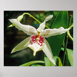 Orchid Beallara 'Tahoma Glacier' Poster