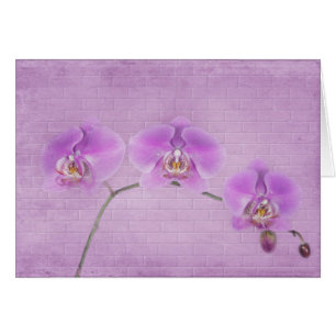Orchid Beauty