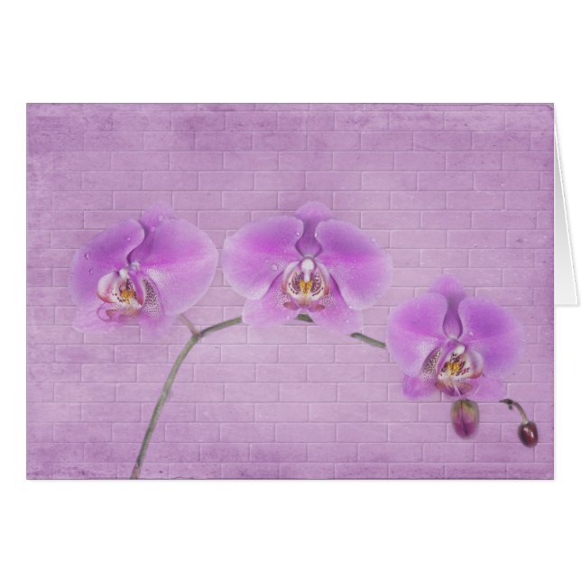 Orchid Beauty (Front Horizontal)