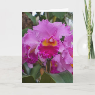 Orchid Beauty Card
