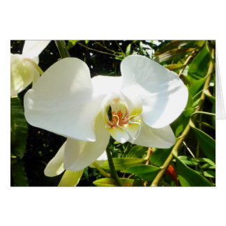 Orchid - Blank Card