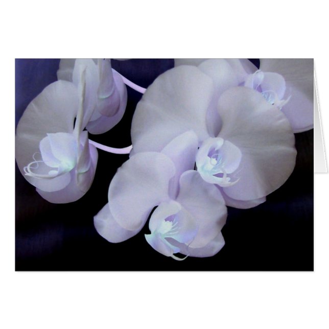 orchid blooms (Front Horizontal)