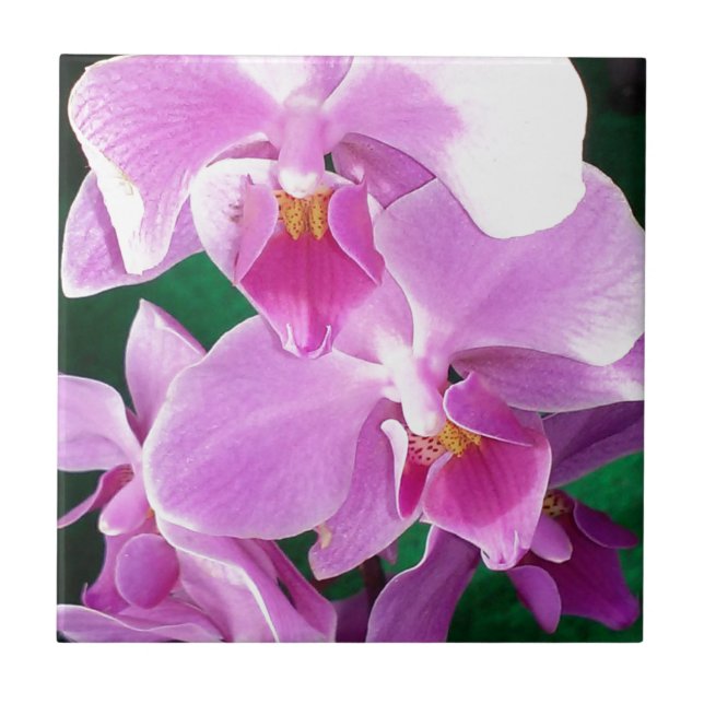 Orchid blooms closeup in pink tile (Front)