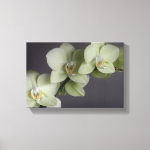 Orchid  Blossoms Elegant Chic Mod Canvas Print