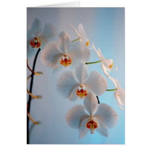 Orchid Branch