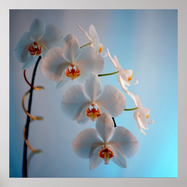Orchid Branch Poster (Front)