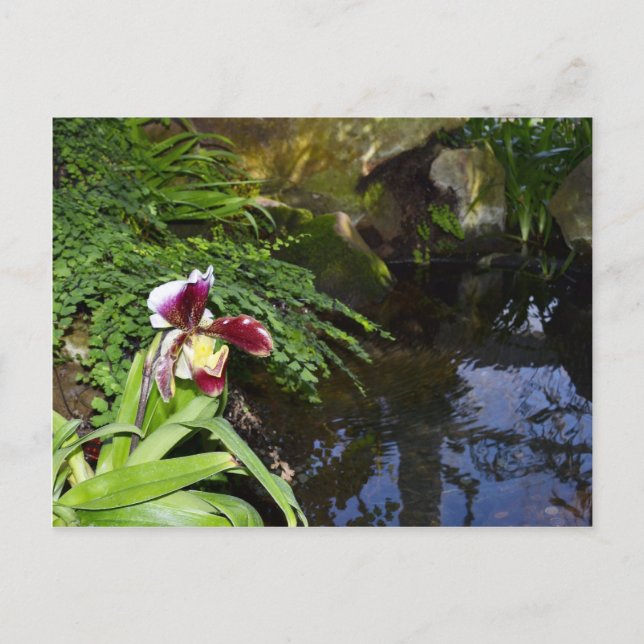Orchid by Water Postcard (Front)