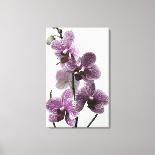 Orchid Canvas Print