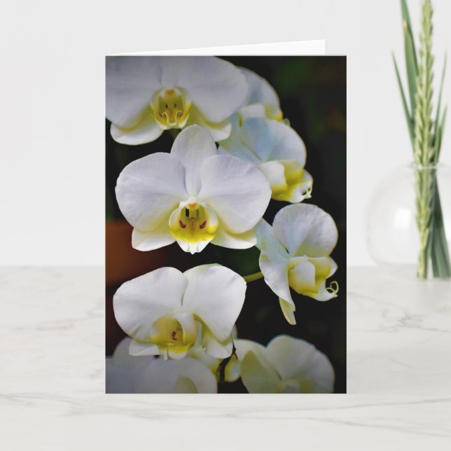 Orchid, card (Front)